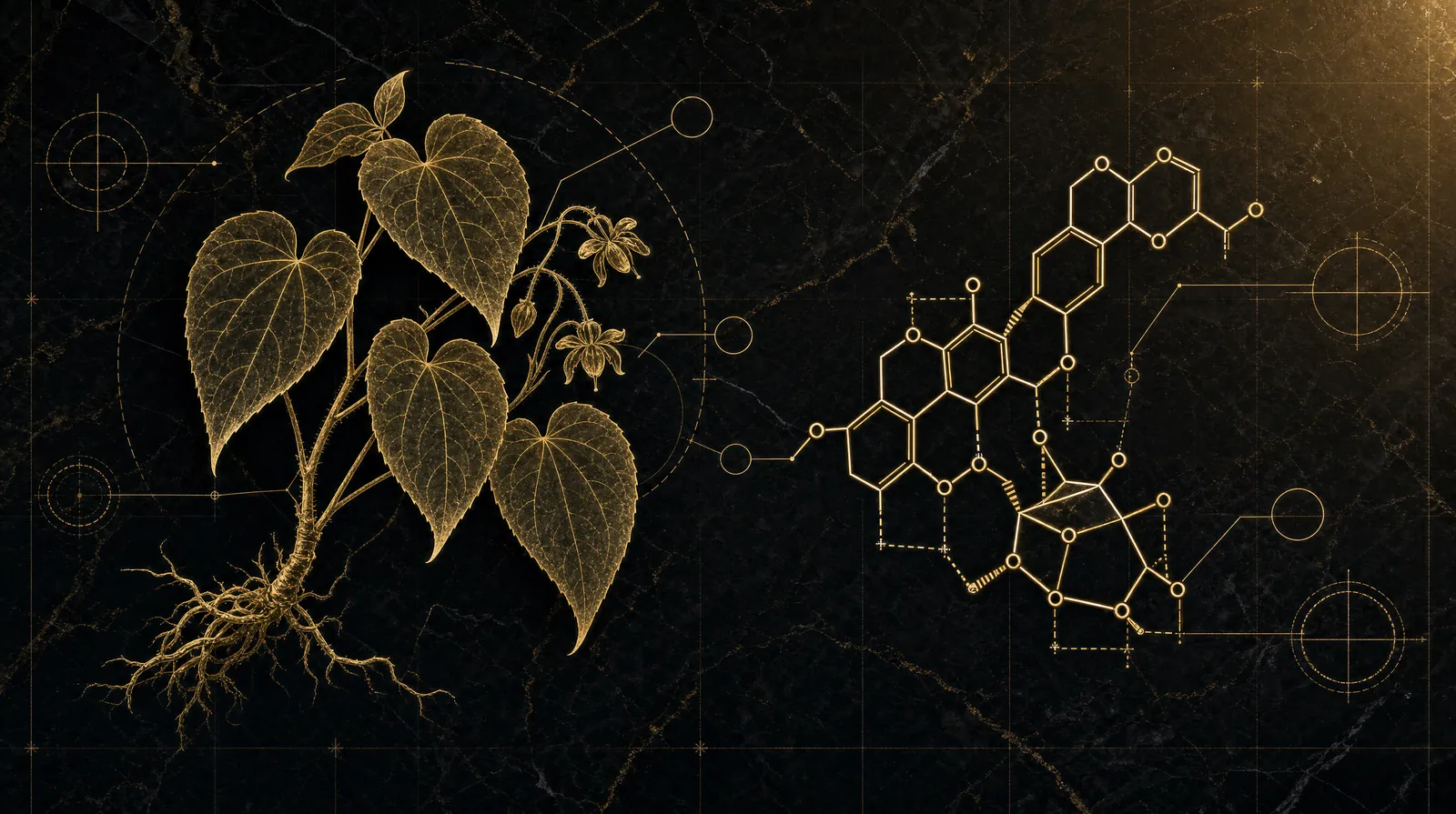 How horny goat weed works — illustrated blueprint